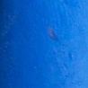 BLUE VIOLET 12