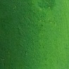 GREEN 31