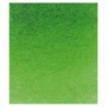 VERT DE VESSIE